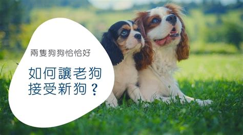 養兩隻狗 迷信|如何讓老狗接受新狗？養第二隻狗該注意的事